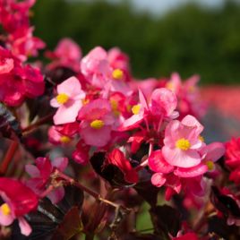 Стоунхендж F1 розовая, бронзовый лист семена бегонии вечноцветущей (Benary)