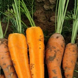 Шантане Курода семена моркови Шантане ранней 90-95 дн.14-16 см (Innova Seeds)