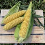 Свит Лаки F1 семена кукурузы суперсладкой Sh2 ранней 70 дн. 24 см 18-20 р. (Spark Seeds)