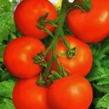 Толстой F1 насіння помідора індетермінантного (Bejo)
