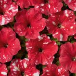 Звездное небо F1 (Дот Стар F1) красная семена петунии мультифлора 30-35см (Cerny)