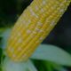 Биколор F1 семена кукурузы суперсладкой Sh2 биколор (Мнагор)