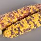 Бордо (Украинский биколор) F1 семена кукурузы суперсладкой Sh2 желто-голубой (Мнагор)