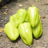 Амаретта F1 семена перца сладкого тип Венгерский раннего конич. 160-200 гр. 14х7 см зел./красн. (Enza Zaden)