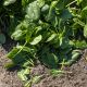 Акадия F1 Organic семена шпината овального (Enza Zaden/Vitalis)