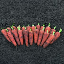 Морковь Кентон F1 (2,2-2,4мм) 