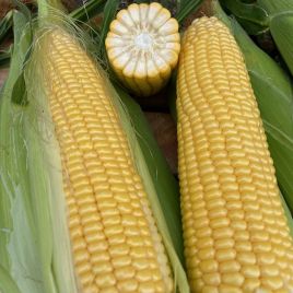 Нокаут F1 семена кукурузы суперсладкой Sh2 среднепоздней 80-82 дн. 25-27 см (Spark Seeds)
