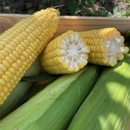 Рапид F1 семена кукурузы суперсладкой Sh2 ультраранней 62 дн. 22-24 см (Spark Seeds)
