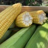 Рапід F1 насіння кукурудзи суперсолодкої Sh2 ультраранньої 62 дн. 22-24 см (Spark Seeds)