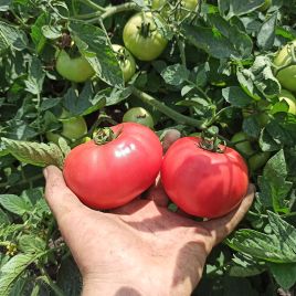 Пінк Буш F1 насіння насіння помідора детермінантного (Sakata)