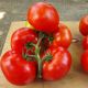 Хает F1 (Хайет F1) семена томата индет. раннего 62-67 дн. окр.-прип. 250-300 г красный (Sakata)