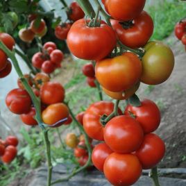Адриатика F1 семена томата индет. раннего 60-65 дн. окр. 180-200 г красный (Sakata)