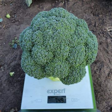 Тритон F1 семена капусты брокколи средней 78-83 дн. 0,8-1,2 кг (Sakata)