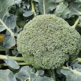 Ахилес F1 семена капусты брокколи ранней 55-65 дн. 0,5-0,8 кг (Sakata)