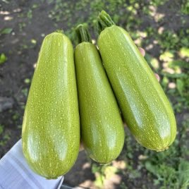 Император F1 семена кабачка ультрараннего 30-35дн. светло-зеленого (Sakata)