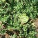 Регус F1 семена арбуза бессемянного раннего 6-7 кг (Sakata)
