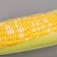 Палитра F1 семена кукурузы суперсладкой Sh2 биколор (Мнагор)