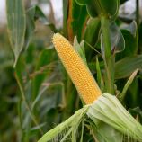 Айова F1 насіння кукурудзи суперсолодкої Sh2 середньостиглої (Мнагор)