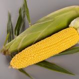 Сентіс F1 насіння кукурудзи середньостиглої суперсолодкої Sh2 (Мнагор)