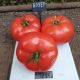 Хает F1 (Хайет F1) семена томата индет. раннего 62-67 дн. окр.-прип. 250-300 г красный (Sakata)