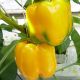 Виват F1 семена перца сладкого тип Блочный среднего 70 дн. корот.куб. 220-300 гр. 9-10 мм зел./желт. (Spark Seeds)