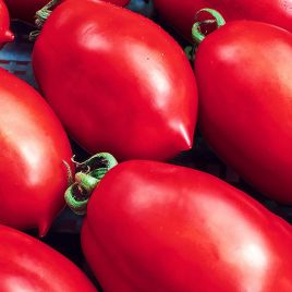 Надежда Тарасенко семена томата индет. среднего 110-120 дн. 100-120г красный (Украина СДБ)
