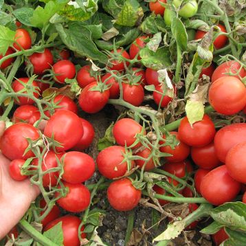 Инкриз F1 семена томата дет. среднераннего 110-115 дн. слив. 75 гр. красный (Esasem)