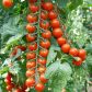 Порпора F1 семена томата индет. черри раннего 105-115 дн. окр. 25 гр. красный (Esasem)
