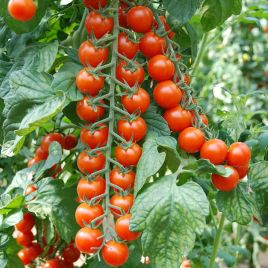 Порпора F1 насіння помідора черрі індетермінантного (Esasem)