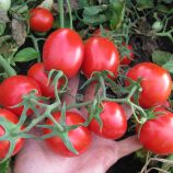Подиум F1 семена томата дет. среднего 115-125 дн. слив. 80 гр. красный (Esasem)