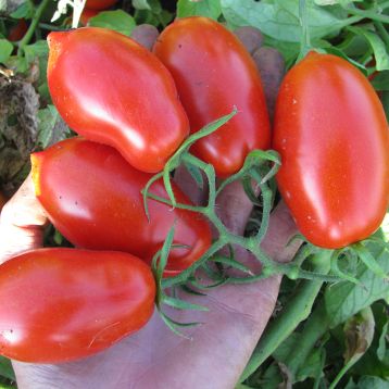 Талент F1 семена томата дет. с носиком среднего слив. 70-75 гр. красный (Esasem)