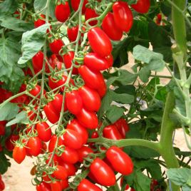 Коллина F1 (Колина F1) семена томата индет. раннего 105-115 дн. черри слив. 20 гр. красный (Esasem)