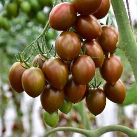 Кріспіна плюм F1 насіння помідора індетермінантного коктейльного (Esasem)