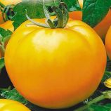 Апельсин семена томата индет. раннего 105-110 дн. окр. 200-300 гр. оранж. (Элитный ряд)