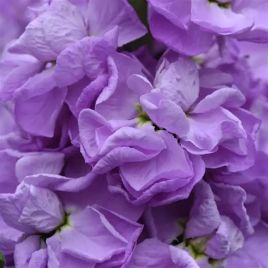Левкой (матіола) Фігаро lavender 