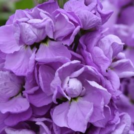 Матильда lavender семена левкоя (маттиолы) (Pan American)