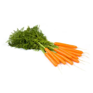 Джерада F1 (2,0-2,2) семена моркови Нантес ранней 90 дн. (Rijk Zwaan)