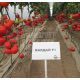 Валдай F1 насіння томату напівдет. (Bayer Nunhems)