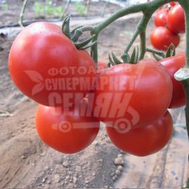 Валдай F1 насіння томату напівдет. (Bayer Nunhems)