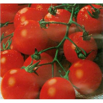 Садовая жемчужина семена томата дет. черри (Satimex)