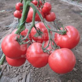 Нейрон F1 насіння томату індет. рожевого (Bayer Nunhems)