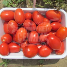 Классік F1 насіння томату дет. (Bayer Nunhems)