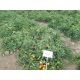 Классік F1 насіння томату дет. дражоване (Bayer Nunhems)