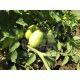 Классік F1 насіння томату дет. дражоване (Bayer Nunhems)
