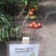 Абелус F1 (Абелюс F1) насіння помідора індетермінантного (Rijk Zwaan)