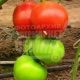 Чинто F1 семена томата индет. раннего 90-100 дн. окр. 180-200г красный (Rijk Zwaan)