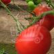 Махитос F1 насіння томату індет. (Rijk Zwaan)