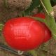 Аламіна F1 насіння томату индет. (Rijk Zwaan)