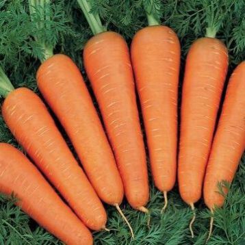 Фиго F1 семена моркови Берликум (Tezier)