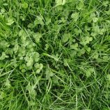 Газонна трава Рівендел (DLF Trifolium)